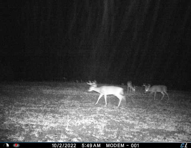 It is Hunting Season! - Virginia Food Plots | Food Plot Seed
