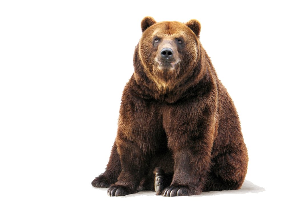 The Big Bad Bear! - Virginia Food Plots | Food Plot Seed