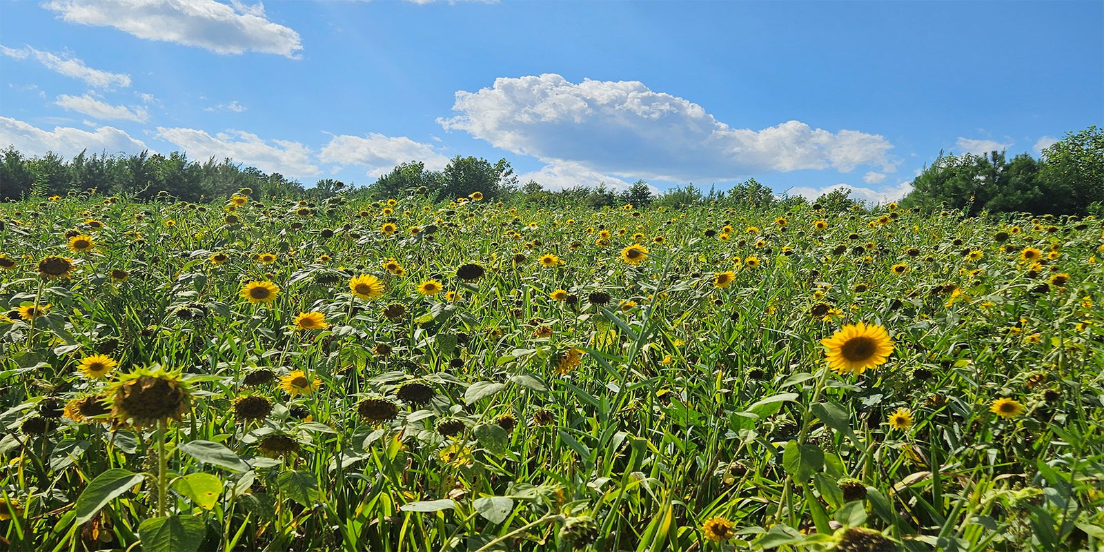 All - Virginia Food Plots | Keeping Food Plots Green