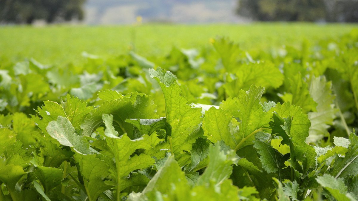 Brassica Mixes - Virginia Food Plots | Keeping Food Plots Green