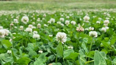 Clover - Virginia Food Plots | Keeping Food Plots Green
