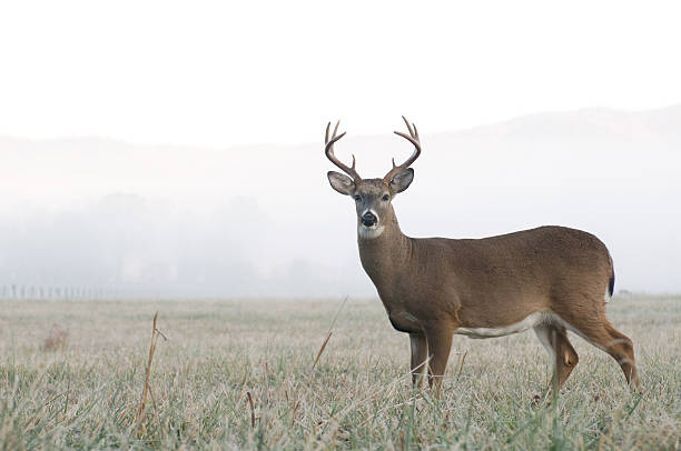 Deer Plot Mixes - Virginia Food Plots | Keeping Food Plots Green