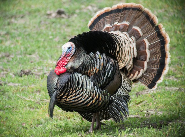 Turkey Plot Mix - Virginia Food Plots | Keeping Food Plots Green