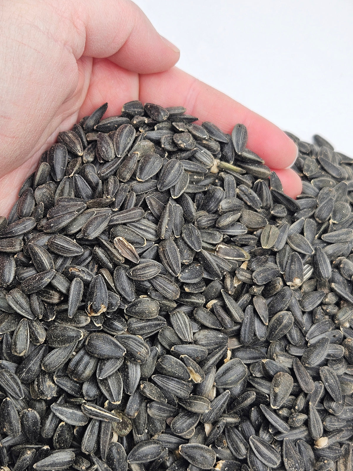 Peredovik Black Sunflower Seed