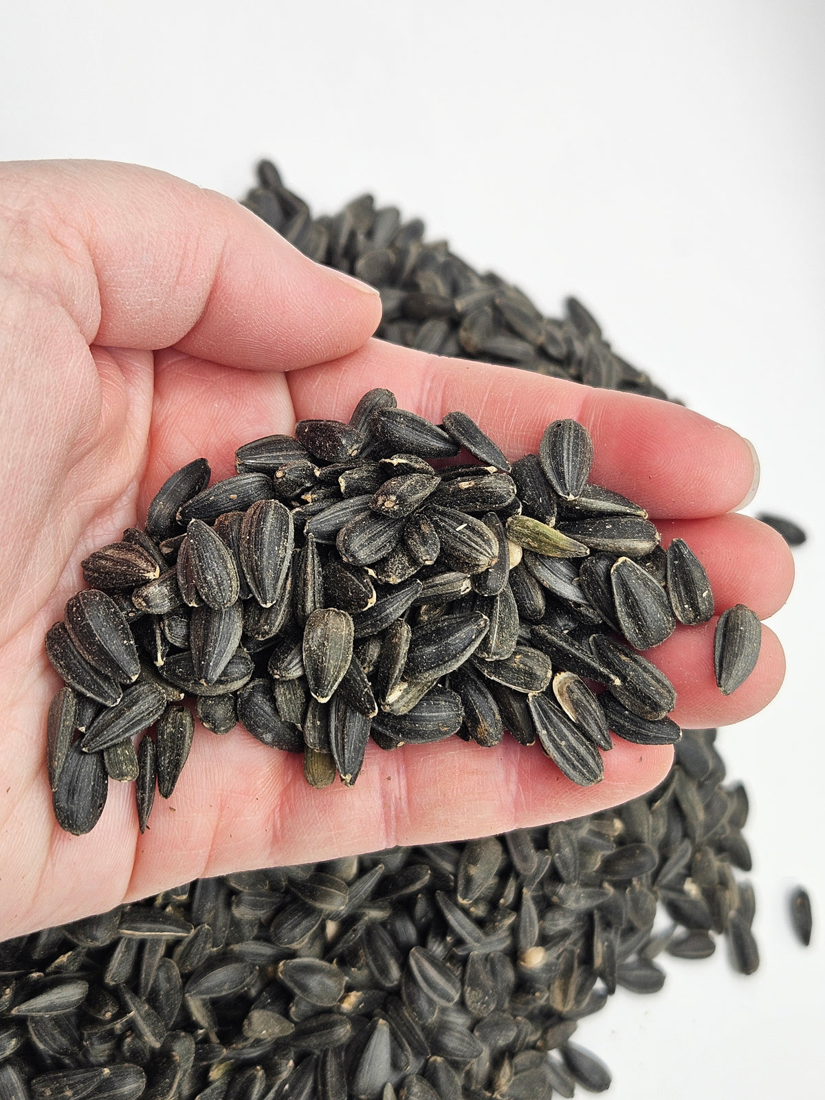 Peredovik Black Sunflower Seed