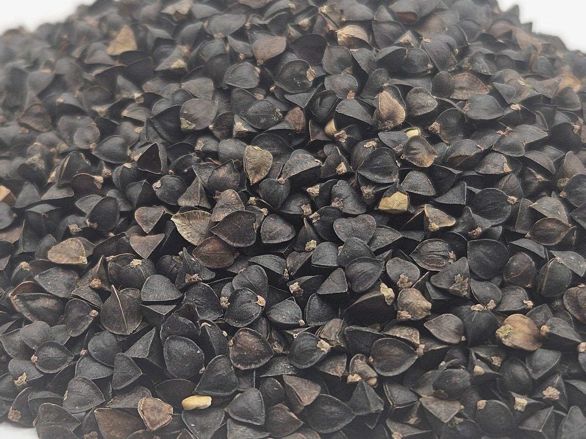 Koto Buckwheat Food Plot and Pollinator Seed