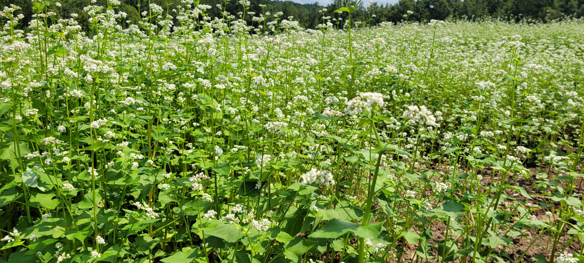 Koto Buckwheat Food Plot And Pollinator Seed Virginia Food Plots koto-buckwheat-food-plot-and-pollinator-seed-virginia-food-plots